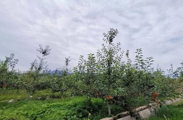 有机苹果(烟富+号)种植400亩