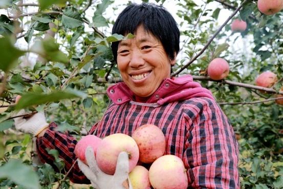 灵寿坤山农场生态园：苹果喜获丰收 甜上农民心